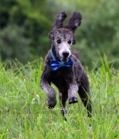 Belton, a silver male young adult Standard Poodle