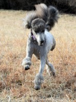 "Dana" Sunridge Untouchable Moonlight Vision, a silver female Standard Poodle for sale