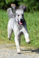 "Jackson" Prairieland Silver Knight, a silver male Standard Poodle