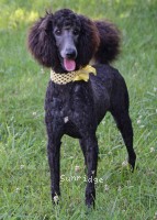 Yamina, an abstract blue female young adult Standard Poodle