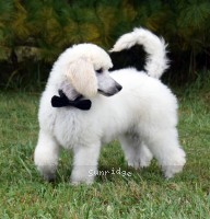 Banner, a white male Standard Poodle puppy for sale