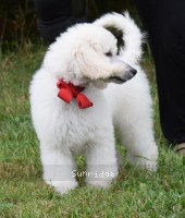 "Rudy" Sunridge Unforgettable Moonlight Prince, a white male Standard Poodle for sale