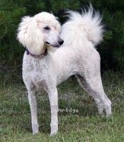 Penelope, a white female young adult Standard Poodle for sale