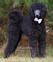 Wycliff, an abstract blue male young adult Standard Poodle