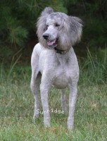 "Cherie" Prairieland Rock Me All Night Long, a silver female Standard Poodle