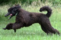"Nickolas" Sunridge Gallant Night Warrior, a blue male Standard Poodle