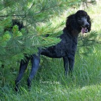 "Nickolas" Sunridge Gallant Night Warrior, a blue male Standard Poodle