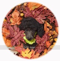 Gina, a silver female Standard Poodle puppy for sale