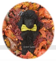 Yarborough, a black male Standard Poodle puppy for sale
