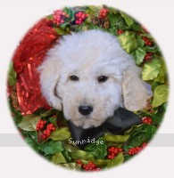 Baki, a white male Standard Poodle puppy for sale