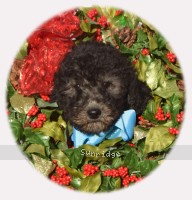 Loretta, a silver female Standard Poodle puppy for sale