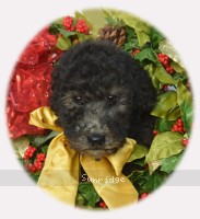 Yoda, a silver male Standard Poodle puppy for sale