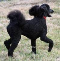 Nykki, a black female Standard Poodle for sale