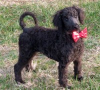 Rockwell, a black male Standard Poodle puppy for sale