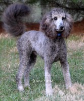 Belton, a silver male Standard Poodle for sale
