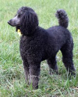 "Kira" Sunridge Unforgettably Elegant Princess, a blue female Standard Poodle