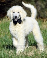 Baki, a white male Standard Poodle puppy for sale