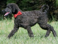 Rockwell, a black male young adult Standard Poodle for sale