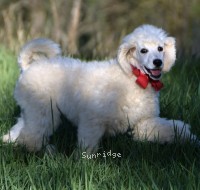 Roscoe, a white male Standard Poodle puppy for sale