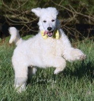 Yogi, a white male Standard Poodle puppy for sale