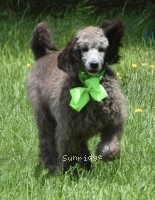 Genoa, a silver female Standard Poodle puppy for sale