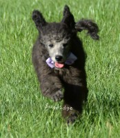 Lester, a silver male Standard Poodle puppy