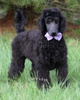 Phileas, a blue male Standard Poodle puppy for sale