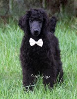 Ward, a blue male Standard Poodle puppy for sale