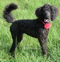 Nicolette, a black female young adult Standard Poodle for sale