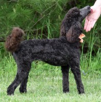 "Nina" Sunridge Princess of the Night, a blue female Standard Poodle