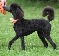Organza, a blue female young adult Standard Poodle for sale