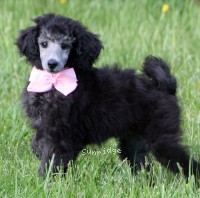 "Pink" Sunridge WOH In Pink, a silver female Standard Poodle puppy