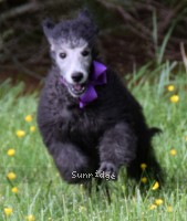 Phoebe, a silver female Standard Poodle puppy for sale