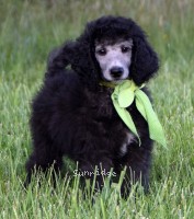 Grainger, an abstract silver male Standard Poodle puppy for sale