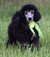 Grainger, an abstract silver male young adult Standard Poodle for sale