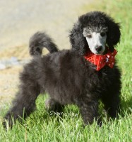 Rowena, a silver female Standard Poodle puppy for sale