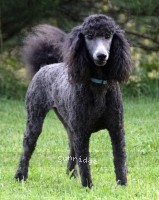 Bella, a blue female Standard Poodle for sale
