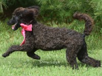 Patricia, a black female young adult Standard Poodle for sale