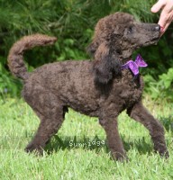 Paulson, a blue male young adult Standard Poodle for sale
