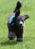 Loma, a silver female Standard Poodle puppy