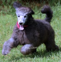 Polly, a silver female Standard Poodle puppy for sale