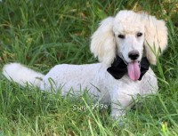 Baki, a white male Standard Poodle for sale