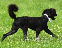 Ward, a blue male young adult Standard Poodle for sale