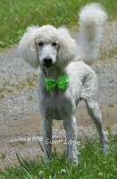 Guthrie, a white male young adult Standard Poodle for sale