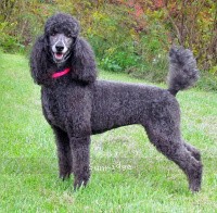 "Laci" Sunridge Blue Lace Masterpiece, a blue female Standard Poodle