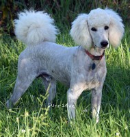 Roscoe, a white male young adult Standard Poodle for sale