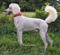 Vincent, a white male young adult Standard Poodle