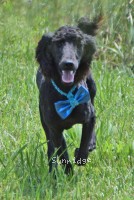 Baldwin, a blue male young adult Standard Poodle for sale