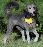 Pria (Yvette), a silver female Standard Poodle