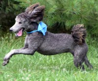"Zita" Sunridge Knight's Dreamz of Silver, a silver female Standard Poodle for sale